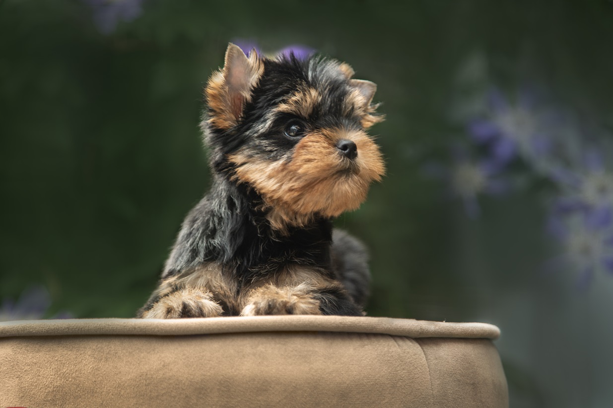 Again Love AGAIN LOVE GALATEYA — Labaza DogPedigree YorkshireTerrier